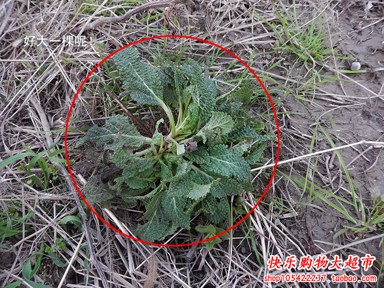 中药材正品山野生新鲜干荔枝草癞蛤蟆草懒蛤蟆草雪见草150克包邮