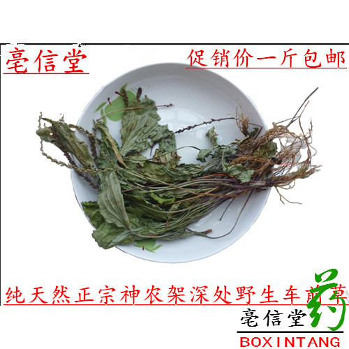 车前草  牛舌/车轮菜/车边草 利水 清热 明目祛痰抓药50克