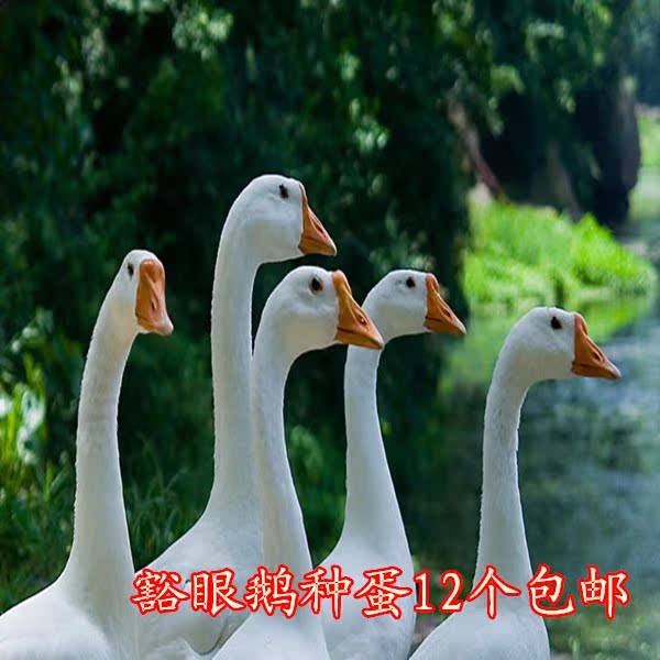 查看淘宝豁眼鹅种蛋五龙种鹅蛋高产鹅受精蛋孵化蛋12个包邮价格