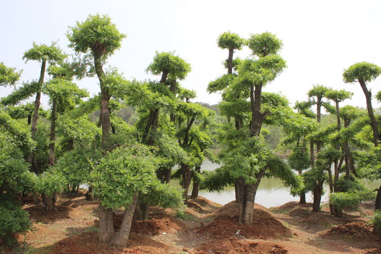 【对节白蜡大中小型风景树】对接白腊别墅小区景观树下山桩货