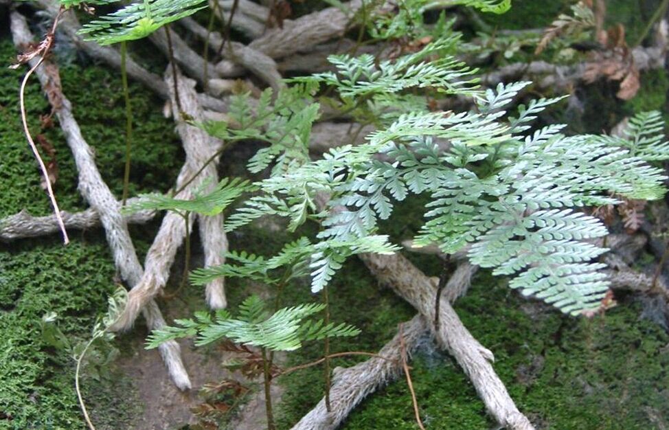 野生中草药白毛蛇 上树蛇 白毛伸筋 毛石蚕 石祈蛇 白毛骨碎补