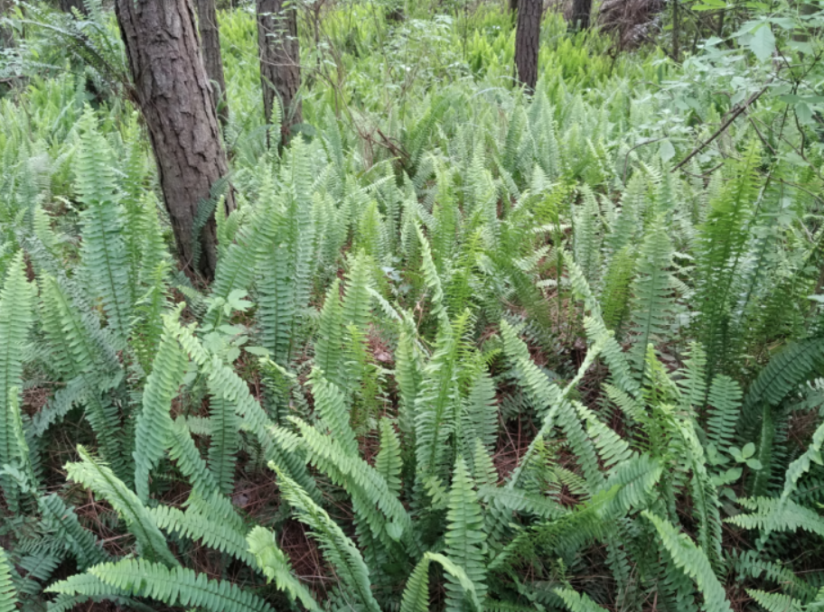 纯正野生中草药肾蕨子 石黄皮 凤凰蛋 落地珍珠 圆蕨