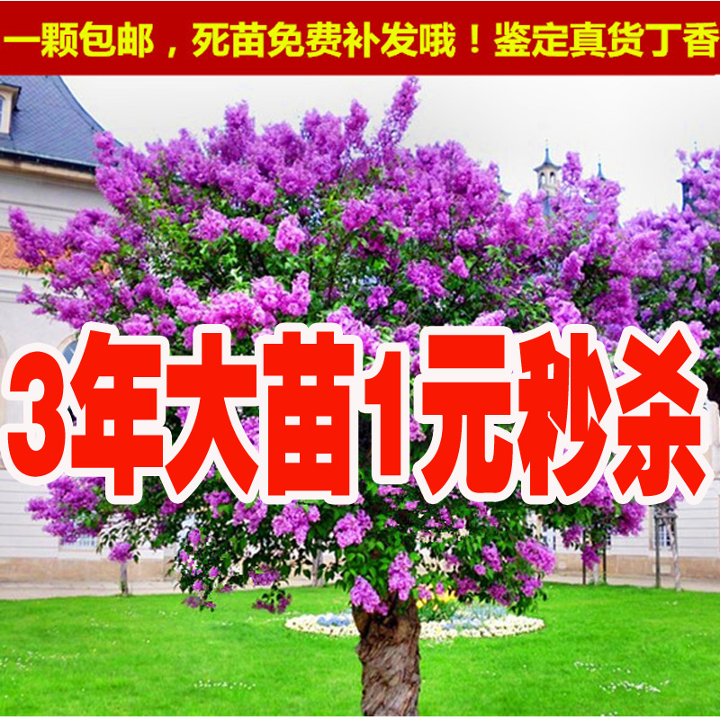 丁香花苗 庭院盆栽 可开花植物 丁香花树苗 浓香花卉 香飘十里