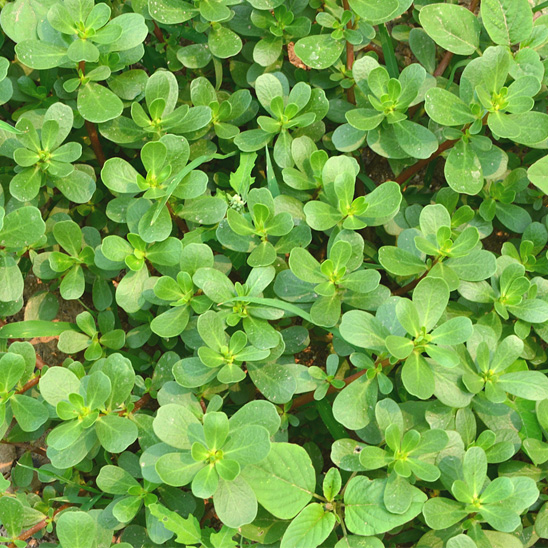 2016冷冻新鲜马齿苋700克 五行草 长寿菜 马齿菜 地马菜2份包邮