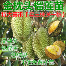 盆栽南方北方包成活 红肉黄肉 金枕头 榴莲苗果树苗当年结果