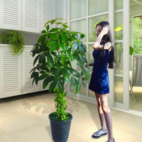 正品[塑料盆景花]仿真塑料花盆景评测 塑料盆景