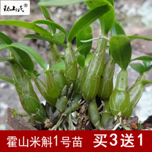 正宗3年仿野生1丛15株 太平发货买3送1 霍山石斛苗米斛苗1号盆栽