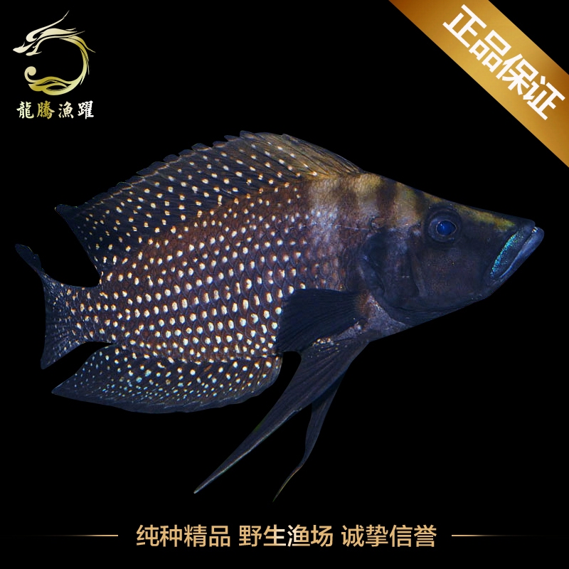 进口热带鱼三湖慈鲷坦鲷观赏鱼活体德系黑水泼虎鱼宠物鱼包活