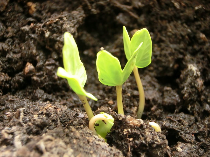 矮牵牛花种子四季易种易活开花花卉冬天种盆栽冬播室内花草冬季种