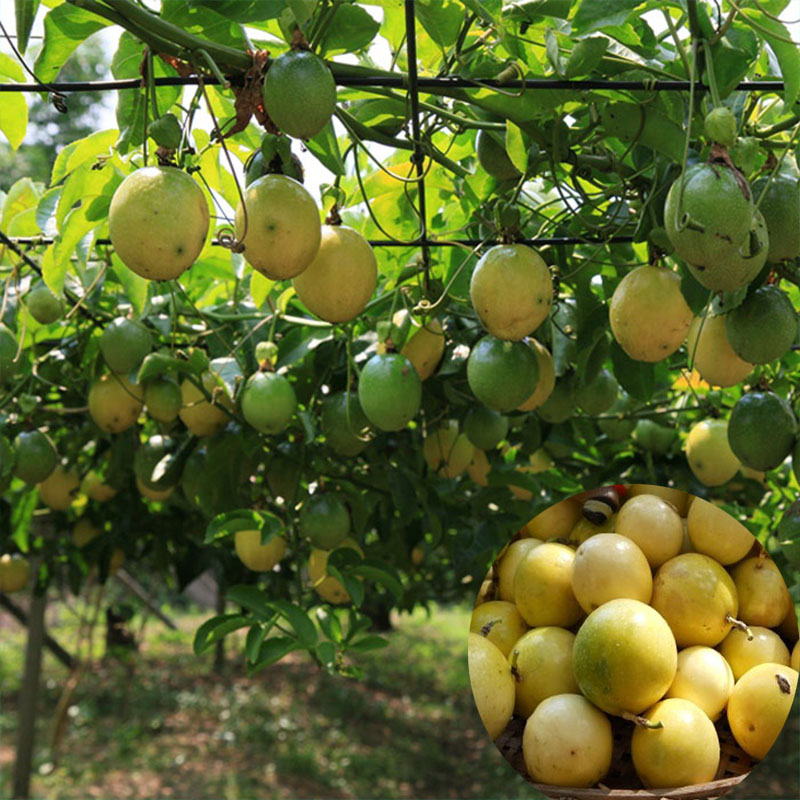 百香果苗黄金百香果巨无霸 满天星 西番莲鸡蛋