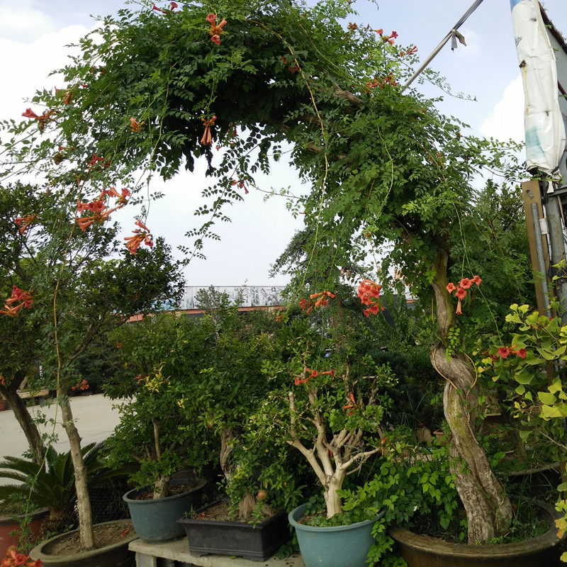 凌霄花苗 凌霄花盆栽 庭院楼顶阳台爬藤花卉 攀援植物