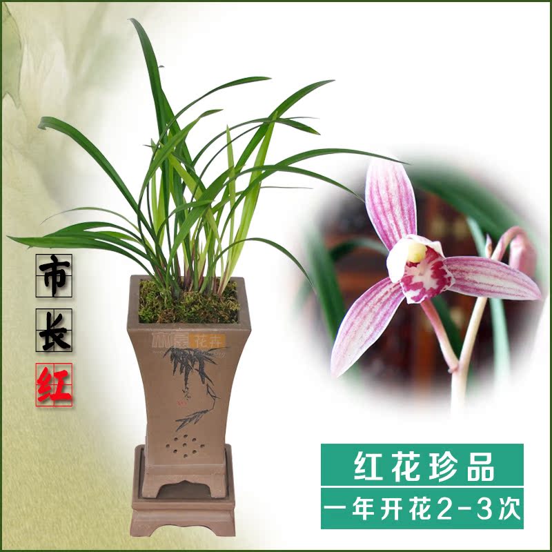 建兰老品种 兰花素心细叶 四季兰铁骨素 兰花草国兰包邮绿色盆栽