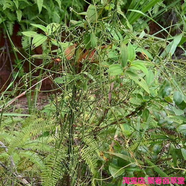 新鲜野生现采草药菟丝子 吐丝子无根藤 黄丝无爷藤 500克顺丰航空