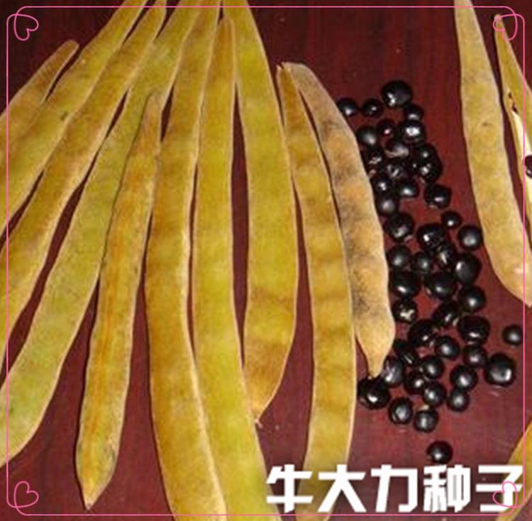 2015年出售牛大力种子牛大力小苗牛大力海五1号W1牛大力种籽