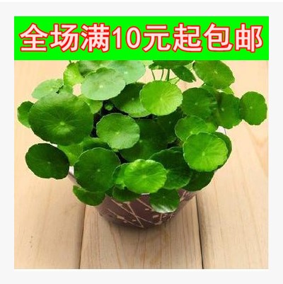 土培水培铜钱草 金钱草 室内绿植净化空气 防辐射 想赚钱养钱钱