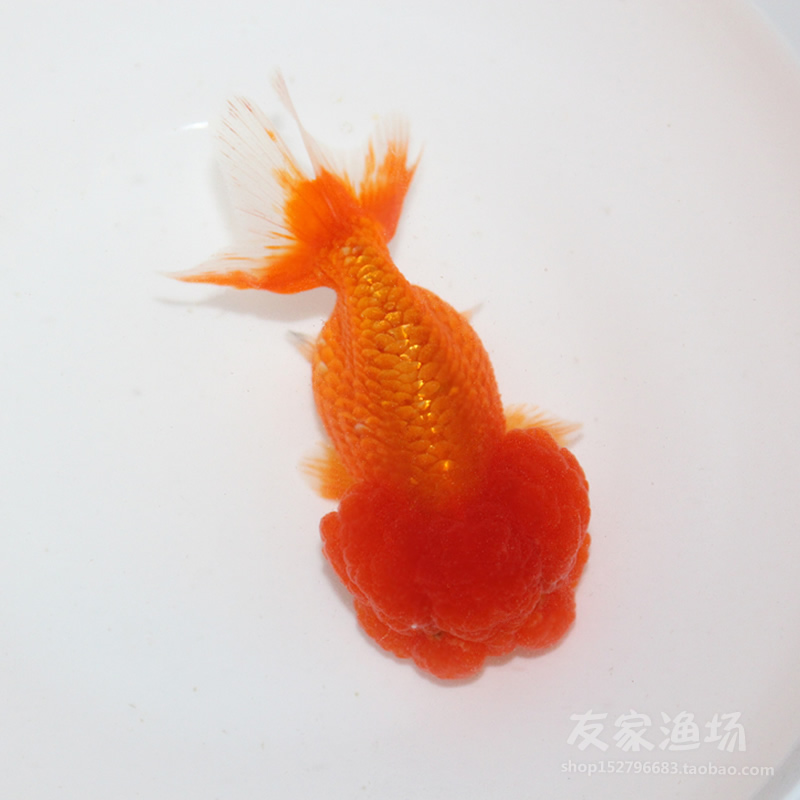 观赏金鱼 精品全红虎头猫狮金鱼活体头瘤 国粹冷水淡水族宠物包邮