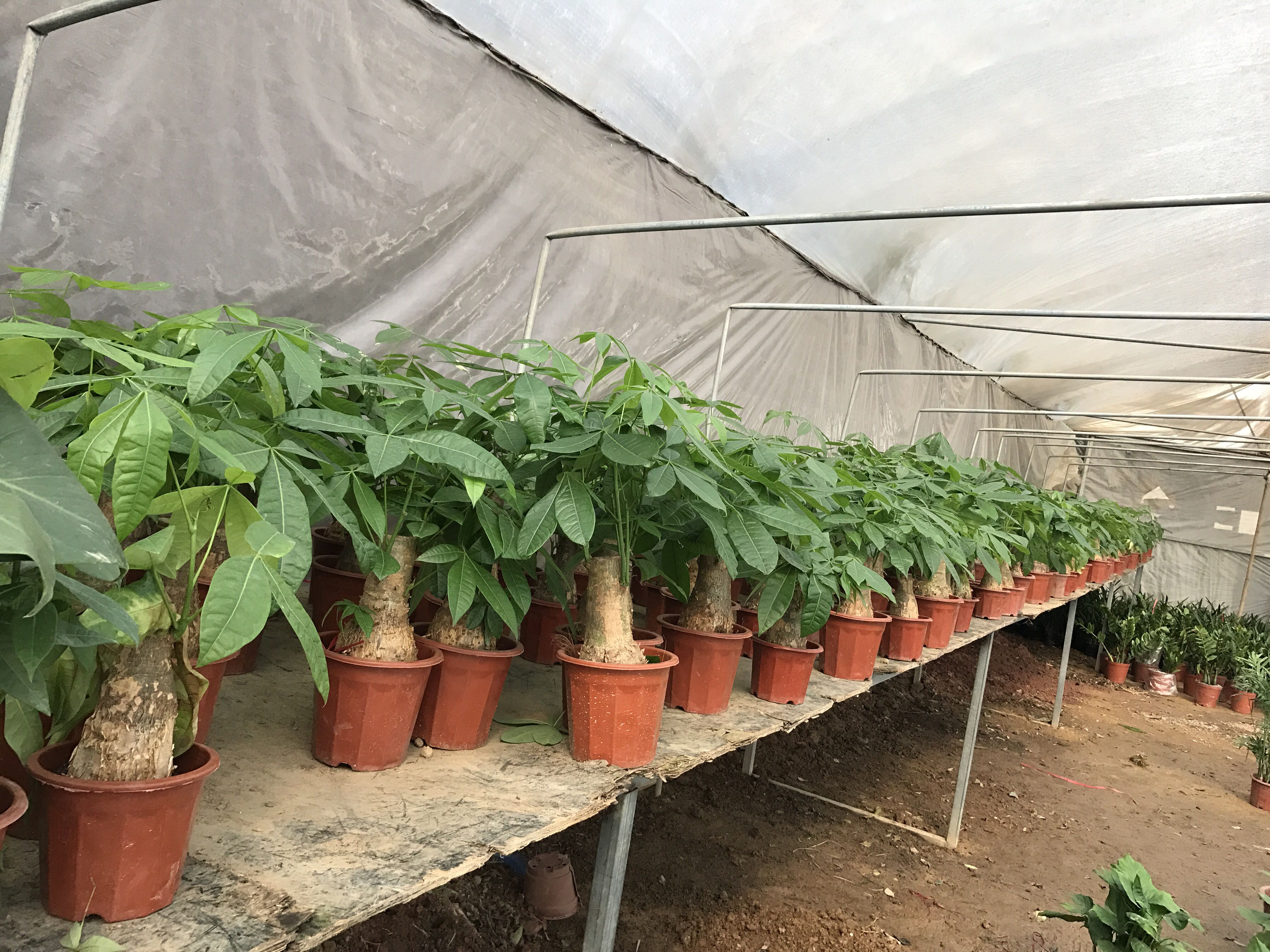 办公室桌面四季常青植物花卉绿植 发财树小独杆发财树盆栽 办