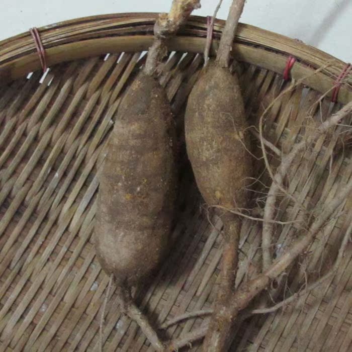 5件包邮野生中草药牛大力 猪脚笠 金钟根 山莲藕 倒吊金钟 大力薯