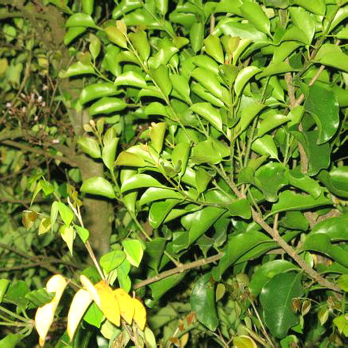 5件包邮野生中草药材紫背天葵 两色三七 秋海棠 叶下红 散血子