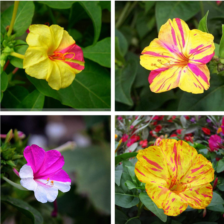 紫茉莉花种子混色易种花种子夜里香的花四季播春秋播阳台庭院花卉