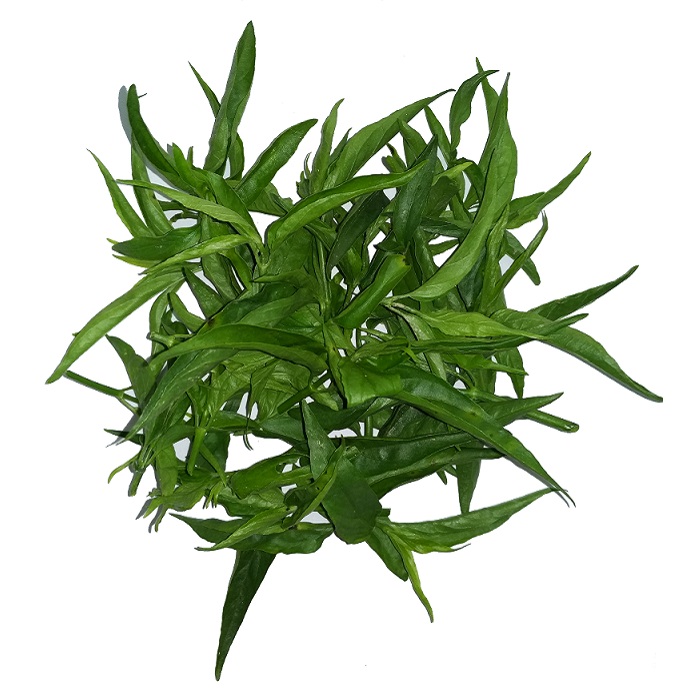 五指山原生忧遁草鲜叶 黎王草 优顿草 优盾草 优顿草