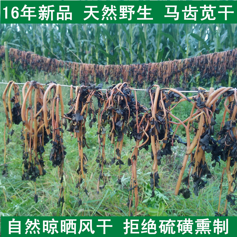 河南特产天然野生干的马齿笕马齿苋干马齿笕菜长寿菜五行草蚂蚁菜