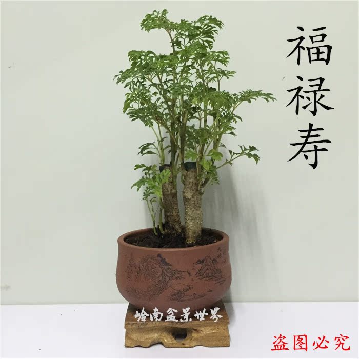 福禄寿 福禄桐 绿萝富贵竹虎皮兰水培植物绿植发财树办公室盆栽幸