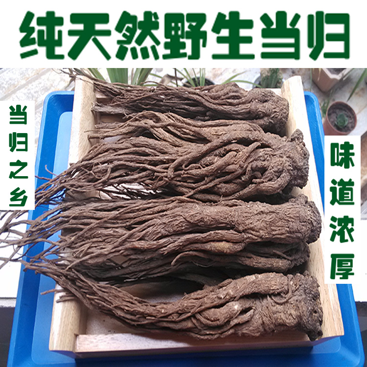 甘肃岷县纯天然野生当归500克包邮特大7-10个一斤48元性价比之王