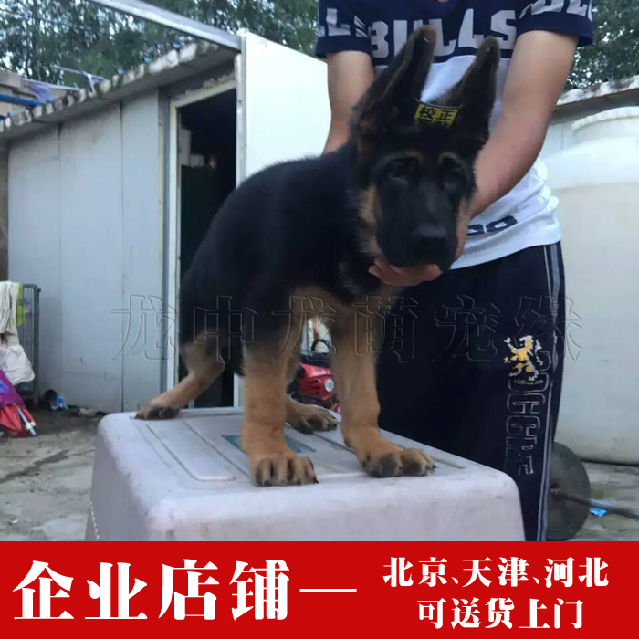 锤系德国牧羊犬幼犬纯种 大头锤系德牧弓背黑背警犬 有血统大腮皮