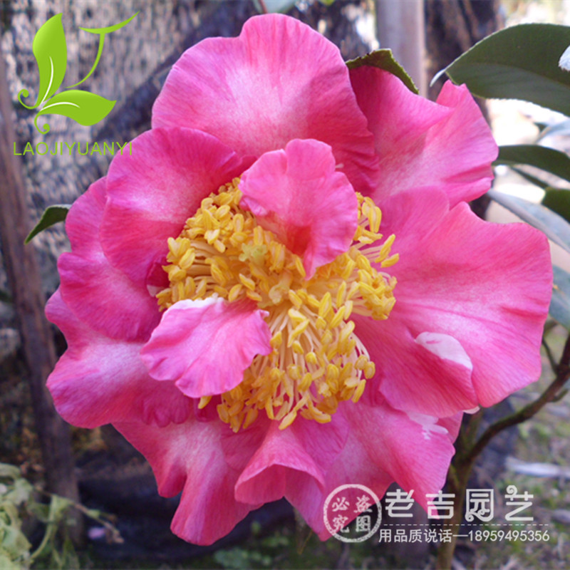 正品[茶花2304]2304评测 2304是谁的平方图片