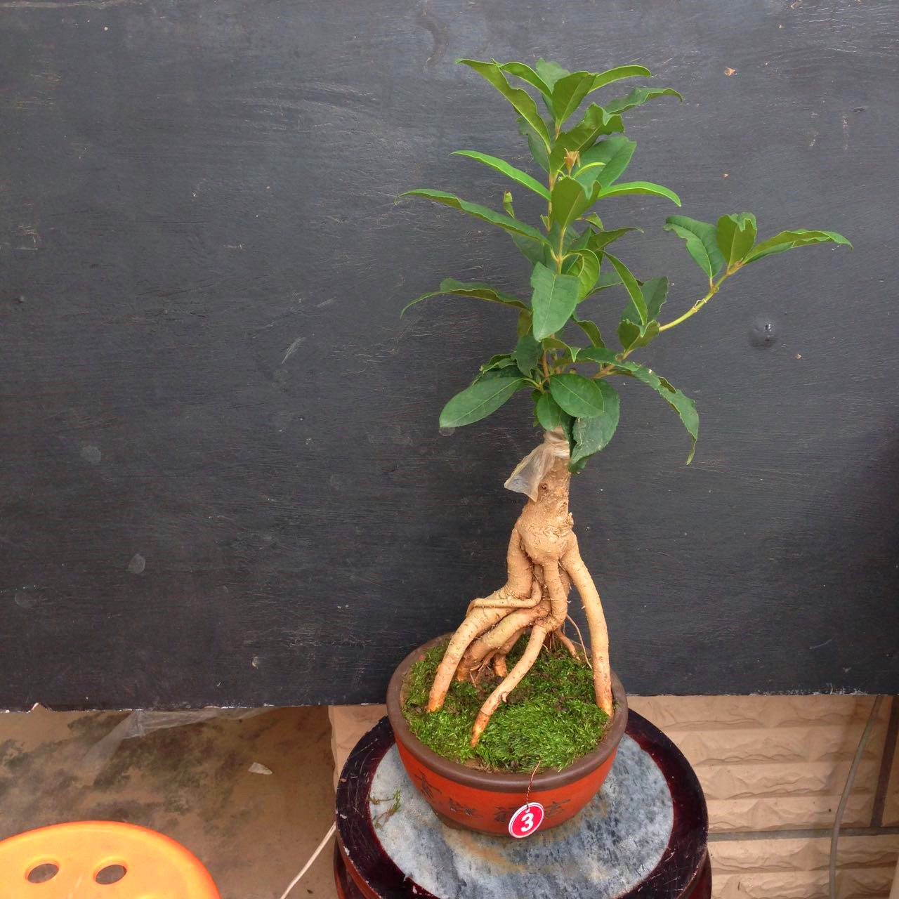 日香桂花苗嫁接桂花盆栽流苏靠接桂花盆景桂花树苗盆栽桂花盆景