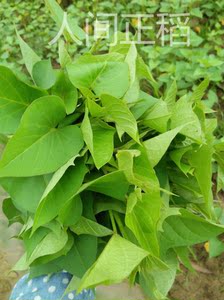 台湾红薯叶不撕丝食叶专吃叶子红薯苗 口感极