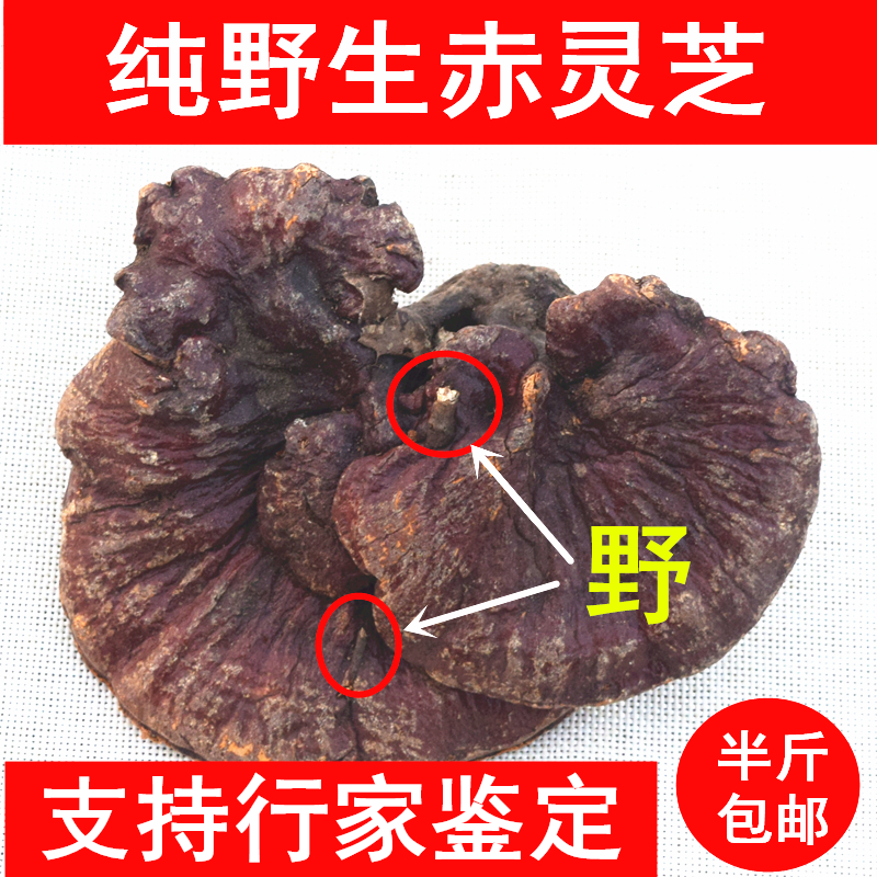 神农架特级正品野生林芝深山纯野生赤灵芝 野生灵芝整枝支持鉴定