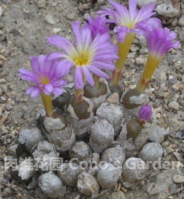 肉锥花种子 安珍 obcordellum 安贞 南非多肉植物 绿植盆栽 花籽