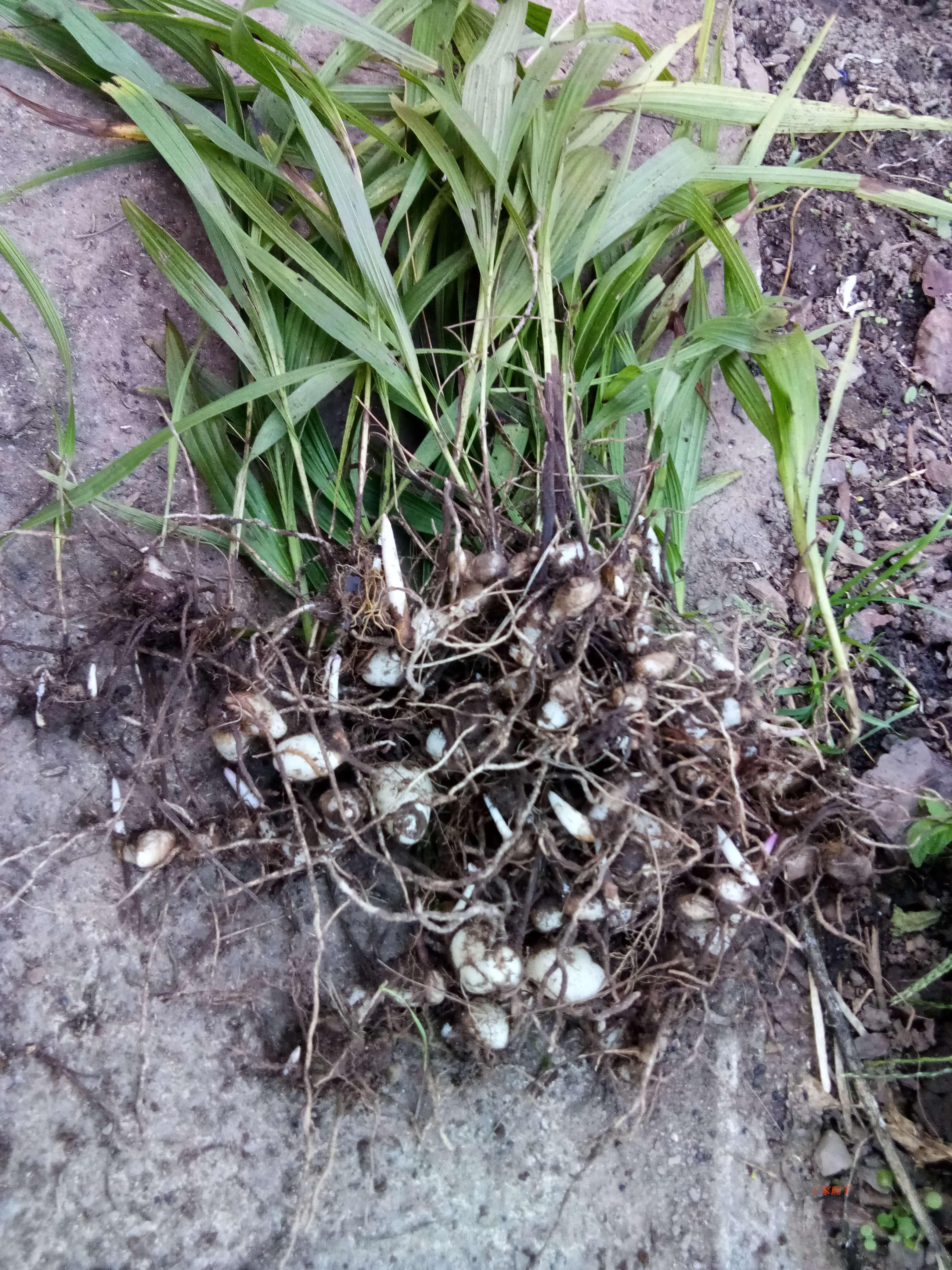 丁家院子野生紫花三叉白芨块茎种白鸡儿中大苗 80苗起发货中草药