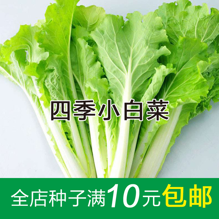 小白菜种子 无土栽培蔬菜 阳台庭院盆栽 四季播小白菜