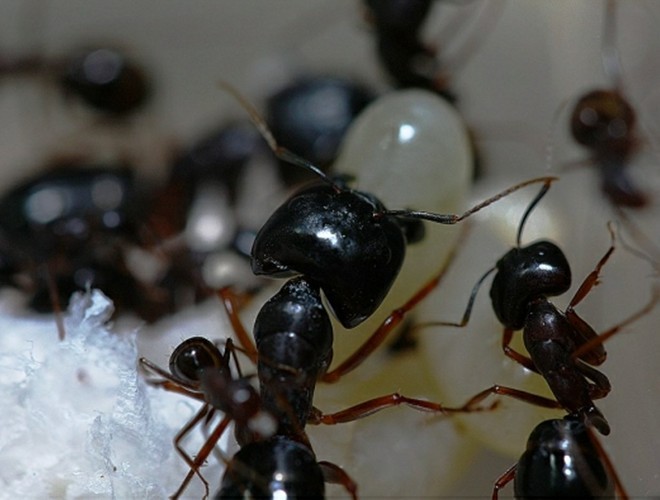 江华弓背蚁camponotus jianghua