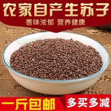 紫苏种子烧烤料 生苏子500g 包邮 食用苏子籽 东北特产新鲜紫苏