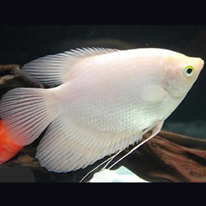 中大型鱼 热带鱼 观赏鱼 淡水鱼 长嘴鳄鱼 福鳄