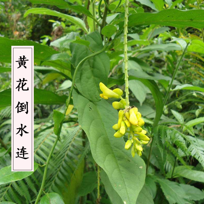 云南野生黄花倒水莲观音串黄花远志地道中药材1kg15元