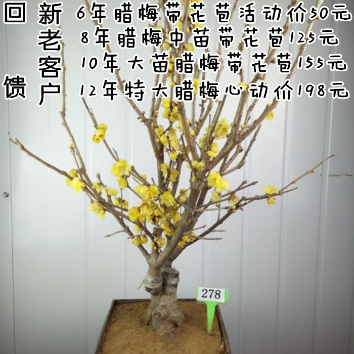 ÷ּ޽ͼͼƬ