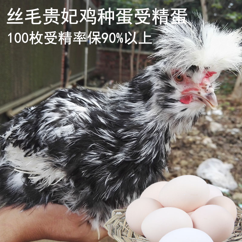 新品丝毛贵妃受精种蛋孵化野鸡苗乌骨鸡土鸡观赏鸡种蛋20个免邮