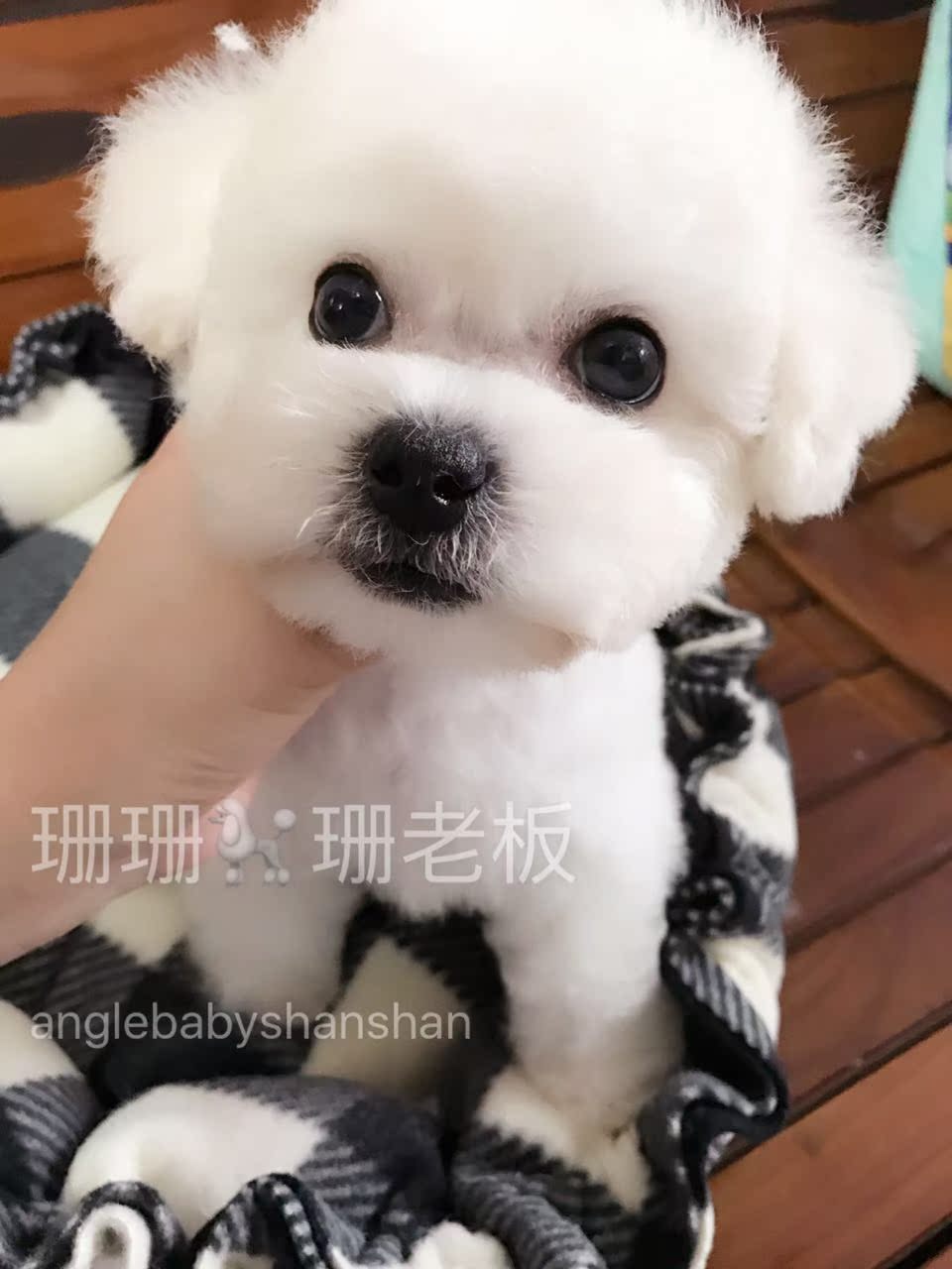 纯种 比熊幼犬 精品比熊 卷毛比熊犬 小体比熊幼犬出售