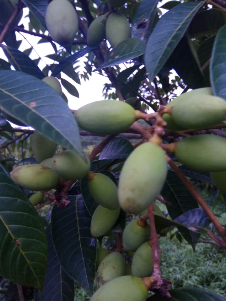 汕头特产现摘潮汕新鲜青橄榄生青果500克 清胎毒孕妇水果白榄