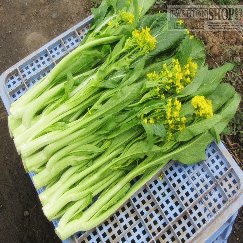 清远连州菜心蔬菜包邮特产新鲜青菜广东农家迟菜心现摘现发10斤装