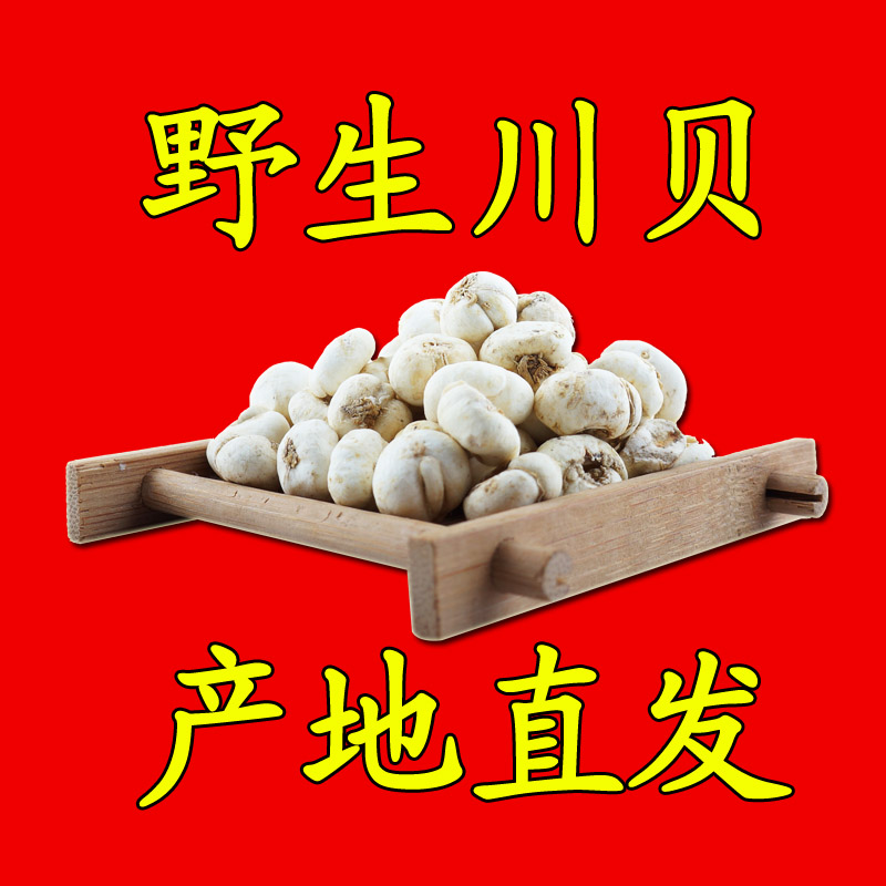 西藏野生贝母川贝母 抗雾霾 特级松贝野生川贝粉 可打粉125g包邮