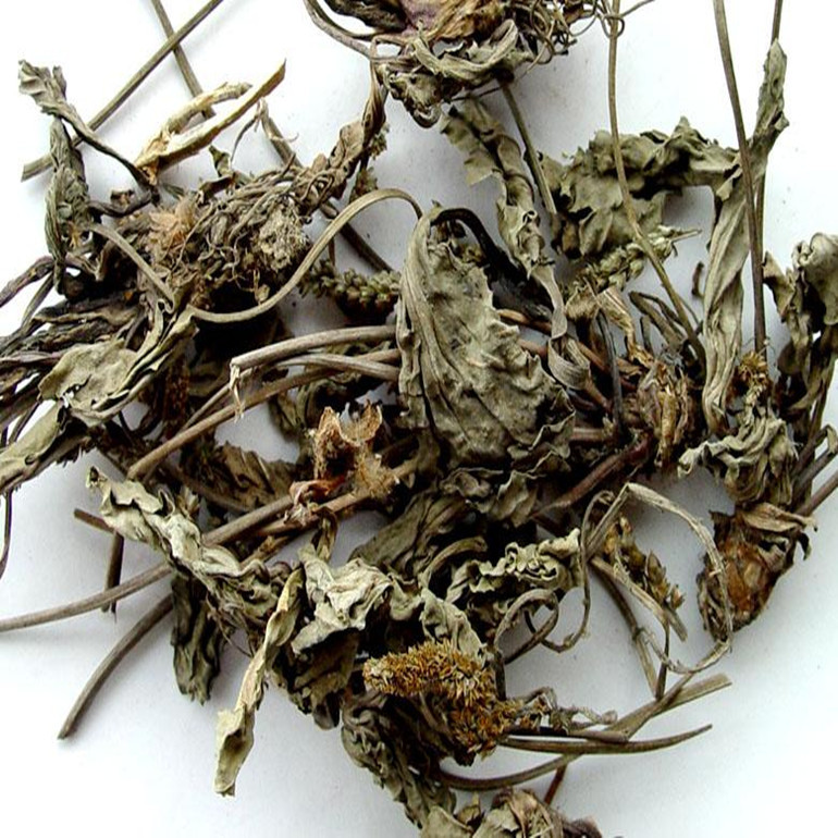 野生车前草 新鲜车前草干 茶 500g包邮 中药材 新货五更草 田灌草