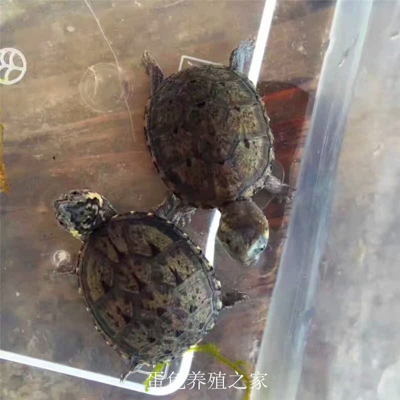 头盔蛋龟苗cb苗 蛋龟苗乌龟深水龟泥龟观赏龟
