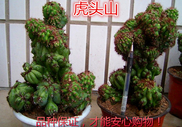 五指山虎头山山影拳仙人掌盆栽防辐射多肉植物仙人山罗汉盆景包邮