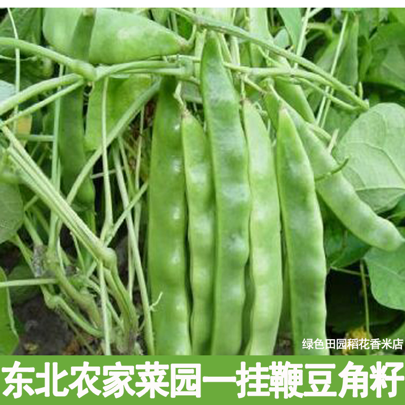 东北农家菜园油豆角种子 架豆 散装精选 一挂鞭油豆角籽 50g